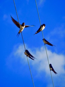 swallows-2798376_960_720.jpg