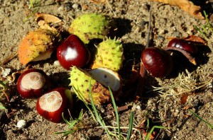 chestnuts-3702654__340.jpg