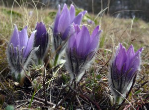 nakvetajici-pulsatilla-grandis.jpg