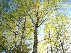 young-birches-1363116__480.jpg
