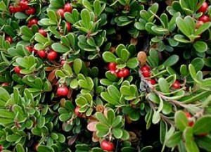 arctostaphylos-uva-ursi.jpg