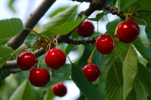 cherries-808449_640.jpg