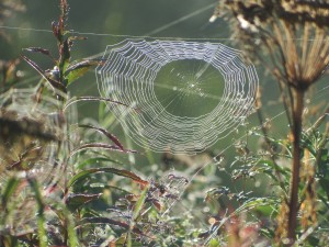 spider-web-2702811_1280.jpg