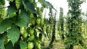 australia_hops_harvest9-e1603909827599.jpg