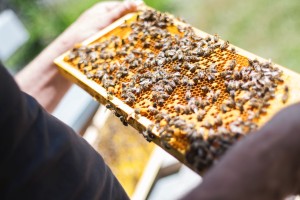 bees-2368228_1280.jpg